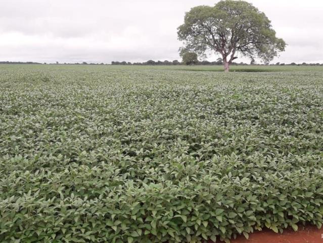 Fazenda venda em Figueirópolis, Região Geográfica Intermediária de Gurupi