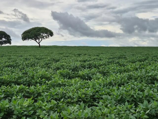 Fazenda venda em Bezerra, Formosa