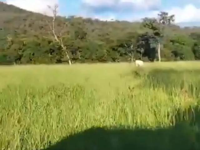 Fazenda venda em Região Geográfica Imediata de Águas Lindas de Goiás, Região Integrada de Desenvolvimento do Distrito Federal e Entorno