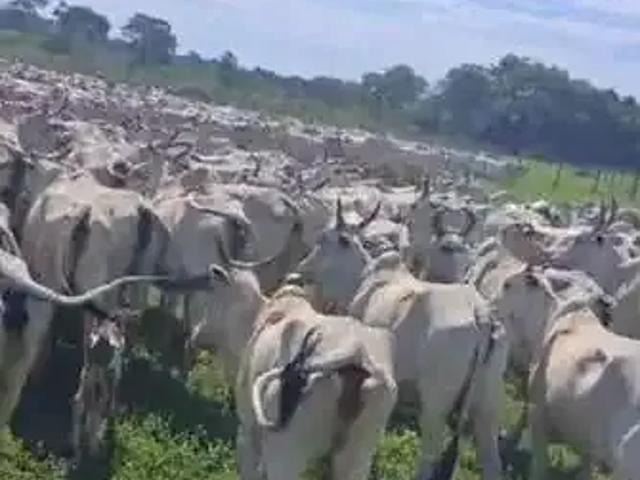 Fazenda venda em Região Geográfica Imediata de Gurupi, Formoso do Araguaia
