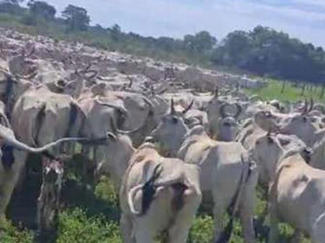 Fazenda venda em Formoso do Araguaia, Região Geográfica Intermediária de Gurupi