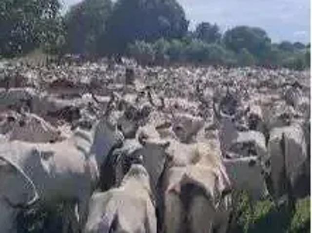Fazenda venda em Região Geográfica Imediata de Gurupi, Formoso do Araguaia