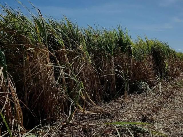 Fazenda venda em Região Imediata de Franca, Juranda