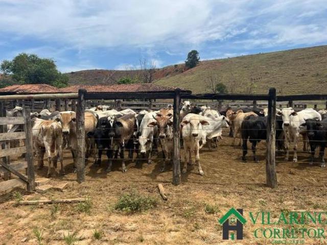 Sítio e chácara venda em Região Geográfica Imediata de Governador Valadares, Frei Inocêncio
