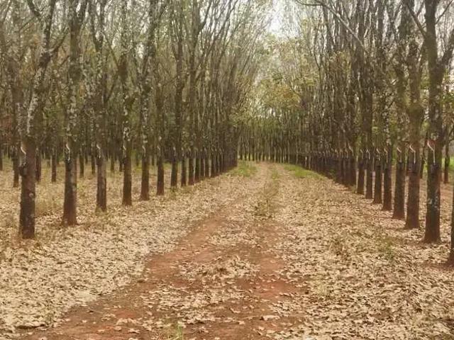 Fazenda venda em Região Geográfica Imediata de Frutal, Frutal