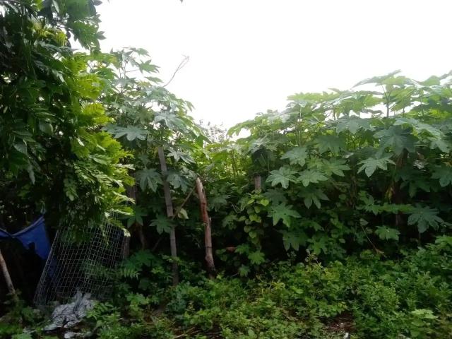 Fazenda venda em Gentio do Ouro, Região Nordeste