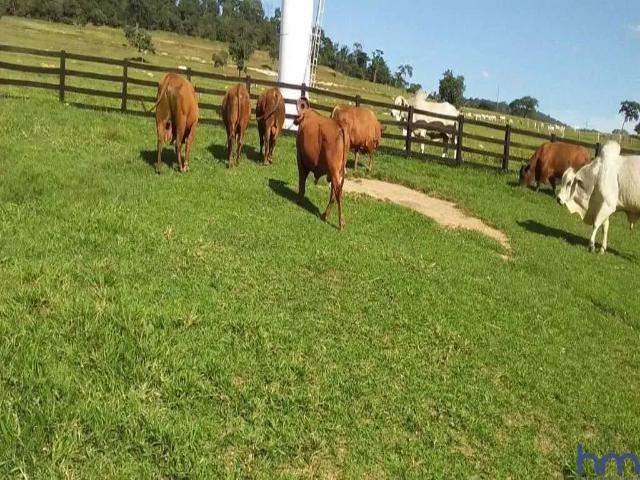 Fazenda venda em Região Geográfica Imediata de Ceres - Rialma - Goianésia, Goianésia