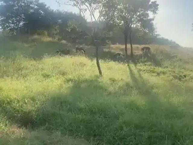 Fazenda venda em Região Geográfica Imediata de Goiânia, Goiânia