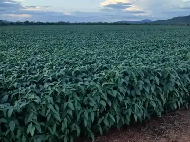 Fazenda venda em Região Geográfica Imediata de Goiânia, Goiânia