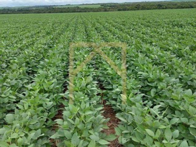 Sítio e chácara venda em Região Geográfica Imediata de Goiânia, Goiânia