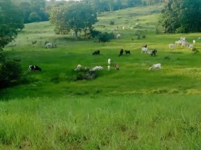 Fazenda venda em Região Geográfica Imediata de Goiás - Itapuranga, Goiás