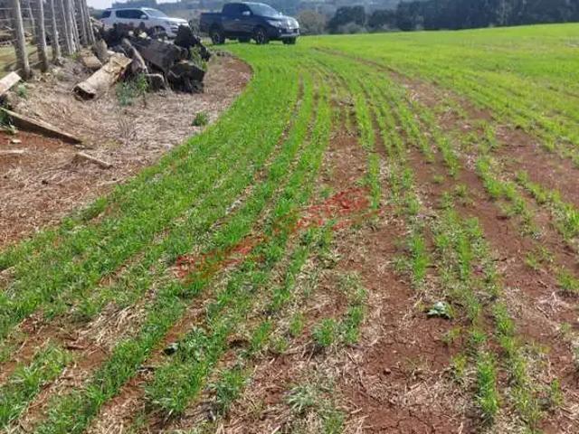 Fazenda venda em Região Geográfica Imediata de Guarapuava, Goioxim