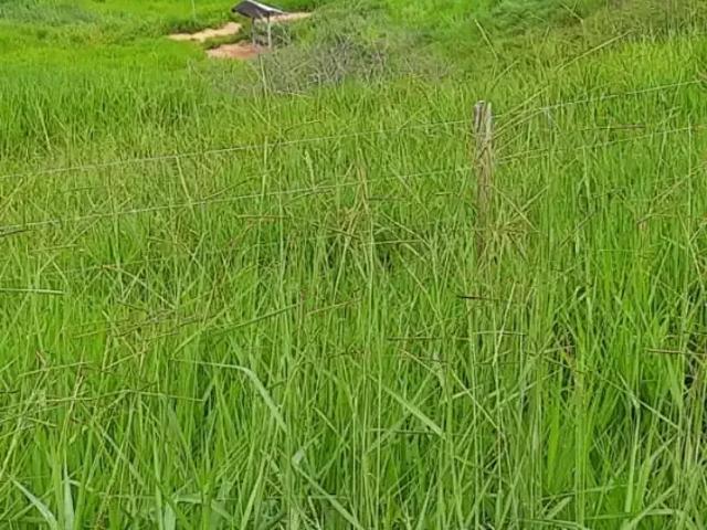 Fazenda venda em Região Geográfica Imediata de Governador Valadares, Governador Valadares