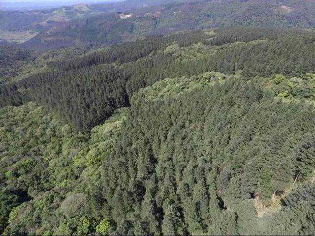 Fazenda venda em Região Geográfica Imediata de Tubarão, Grão Pará