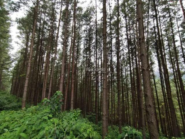 Fazenda venda em Região Geográfica Imediata de Caxias do Sul, Gramado