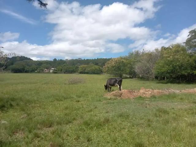 Fazenda venda em Região Geográfica Imediata de Porto Alegre, Região Metropolitana de Porto Alegre