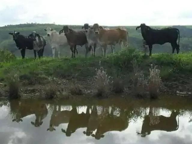 Fazenda venda em Região Geográfica Imediata de Uberlândia, Araguari