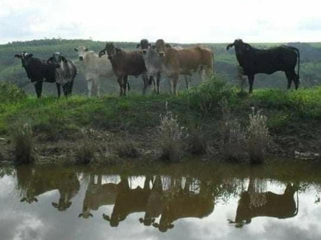 Fazenda venda em Centro, Araguari