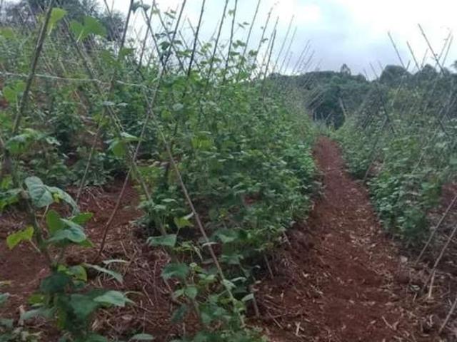 Fazenda venda em Região Imediata de Itapeva, Guapiara