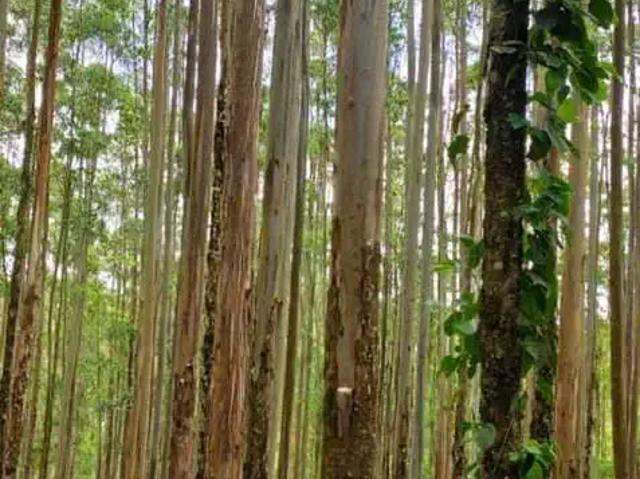 Fazenda venda em Região Imediata de Itapeva, Guapiara
