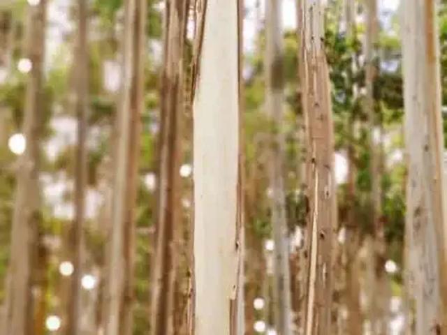 Fazenda venda em Região Imediata de Campinas, Região Metropolitana de Campinas