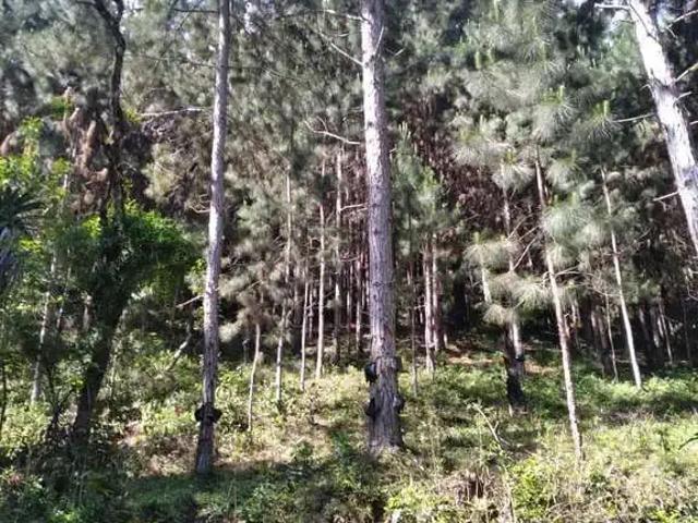 Fazenda venda em Região Imediata de Itapeva, Guapiara