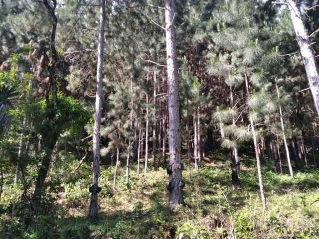 Fazenda venda em Região Imediata de Itapeva, Guapiara