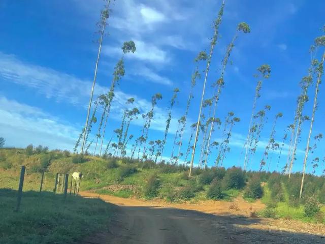 Fazenda venda em Região Imediata de Itapeva, Guapiara