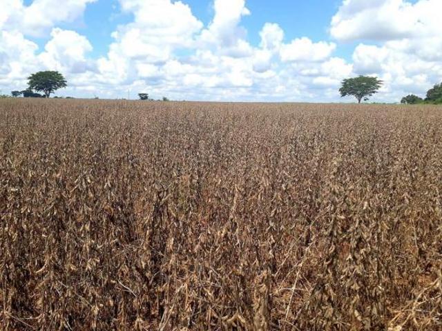 Sítio e chácara venda em Região Imediata de Fernandópolis, Guarani d'Oeste