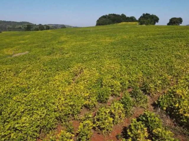 Fazenda venda em Região Geográfica Imediata de Cascavel, Guaraniaçu