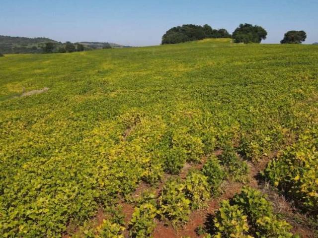 Fazenda venda em Guaraniaçu, Região Geográfica Intermediária de Cascavel