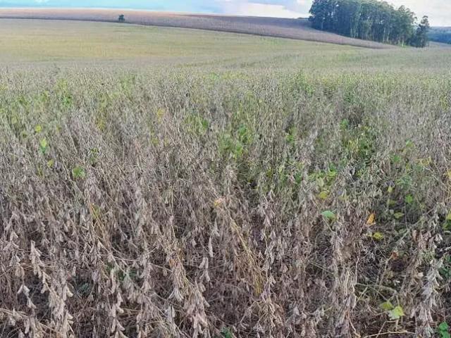 Fazenda venda em Região Geográfica Imediata de Guarapuava, Guarapuava