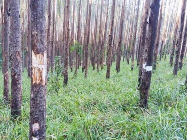 Fazenda venda em Região Imediata de Guaratinguetá, Região Metropolitana do Vale do Paraíba e Litoral Norte