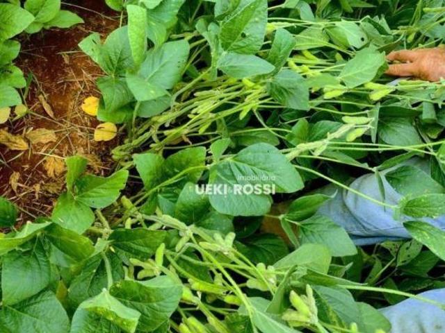 Sítio e chácara venda em Guaravera, Londrina