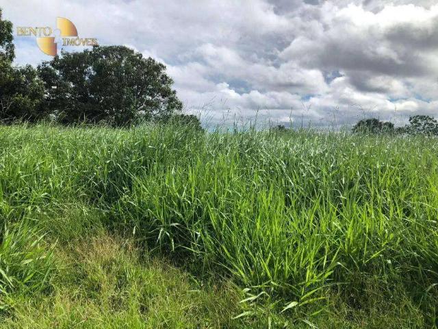 Fazenda venda em Região Geográfica Imediata de Rondonópolis, Guiratinga
