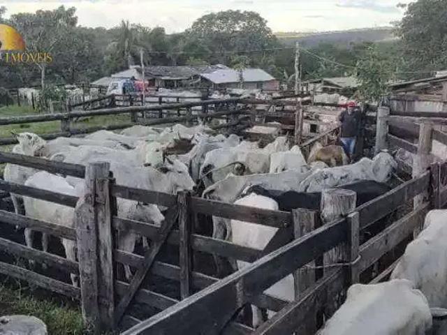 Fazenda venda em Região Geográfica Imediata de Rondonópolis, Guiratinga