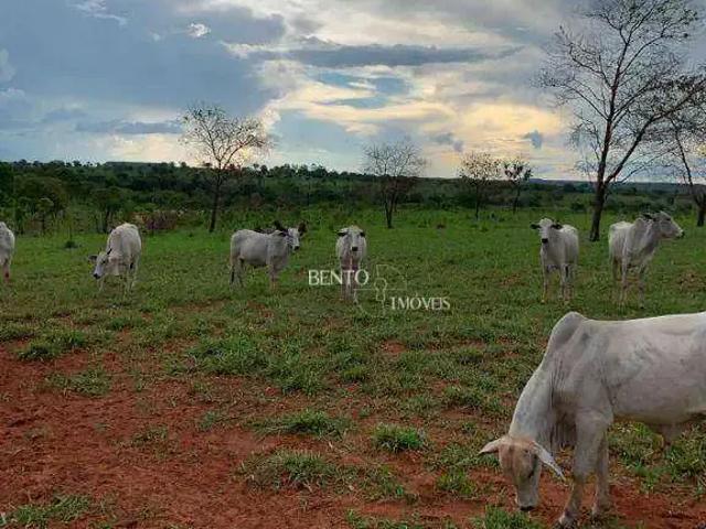 Fazenda venda em Região Geográfica Imediata de Rondonópolis, Guiratinga