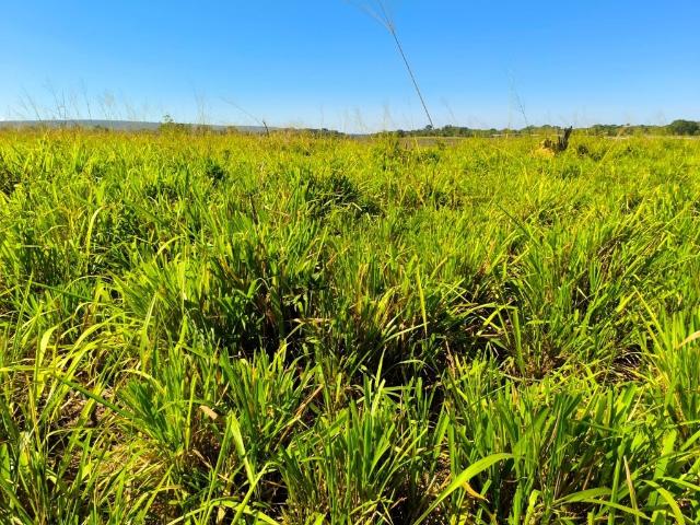 Fazenda venda em Região Geográfica Imediata de Pirapora, Ibiaí