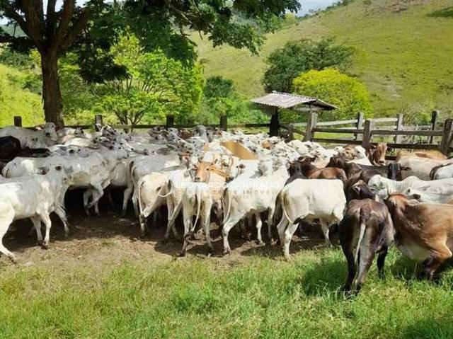 Fazenda venda em Ibicuí, Olinda
