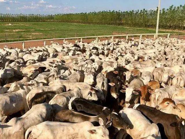 Fazenda venda em Ibotirama, Região Nordeste
