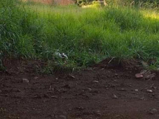 Fazenda venda em Vivenda Santa Mônica II, Igarapé