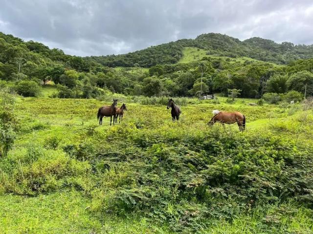 Fazenda venda em Região Geográfica Imediata de Tubarão, Imaruí