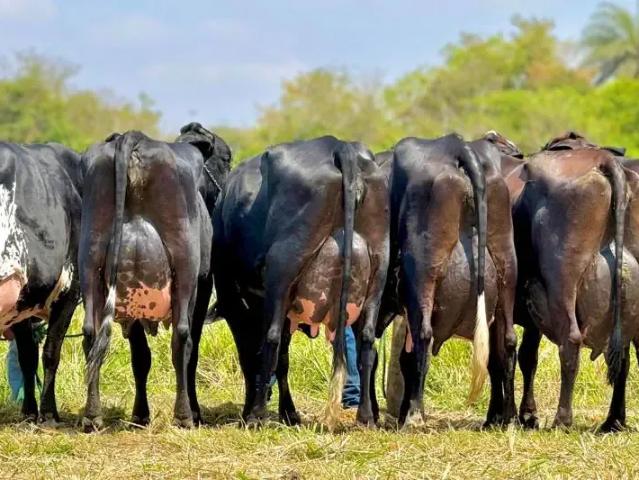 Fazenda venda em Região Geográfica Imediata de Sete Lagoas, Inhaúma