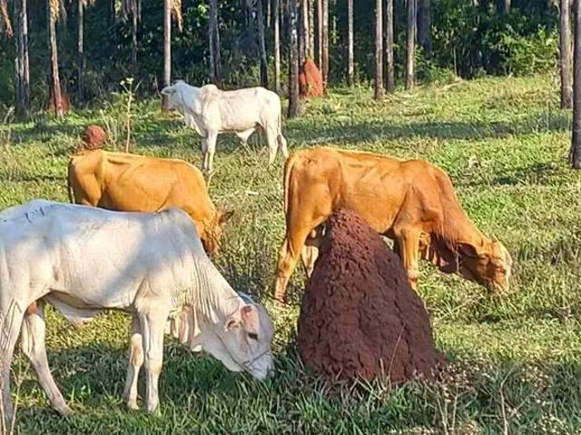 Fazenda venda em Região Geográfica Imediata de Paranaíba - Chapadão do Sul - Cassilândia, Inocência
