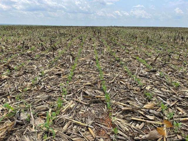 Fazenda venda em Região Geográfica Imediata de Sorriso, Ipiranga do Norte