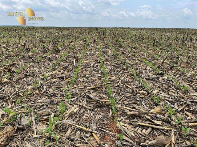 Fazenda venda em Ipiranga do Norte, Região Geográfica Intermediária de Sinop