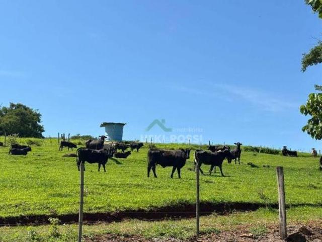 Sítio e chácara venda em Irerê, Londrina