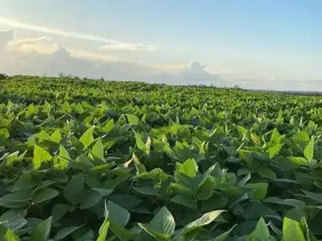 Fazenda venda em Itacajá, Região Norte