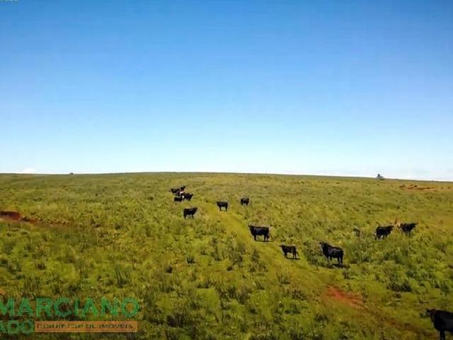 Sítio e chácara venda em Itacurubi, Região Geográfica Intermediária de Santa Maria
