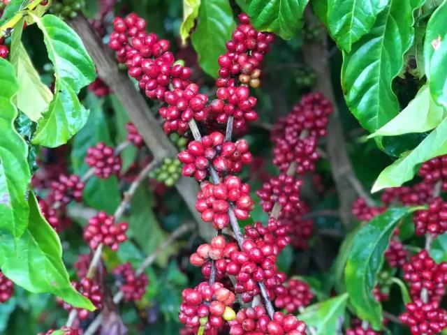 Fazenda venda em Região Geográfica Imediata de Teixeira de Freitas, Itamaraju